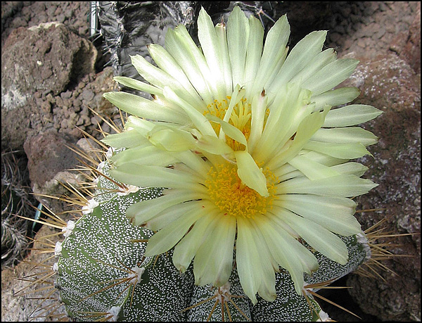 Astrophytum ornatum