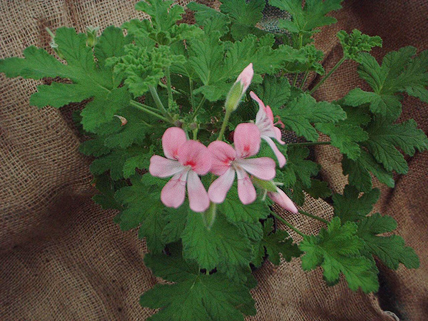 Pelargonium 'Sweet Miriam' Pelargonium 'Sweet Miriam'