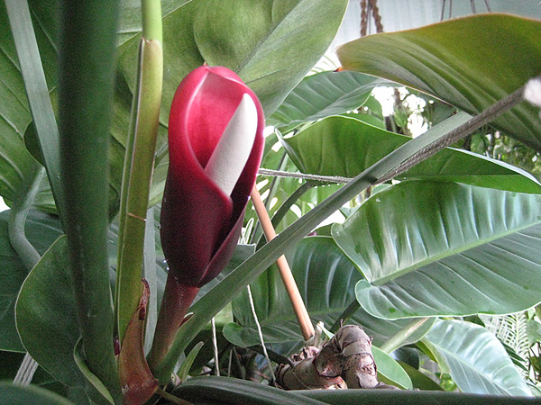 Philodendron rugosum Philodendron rugosum