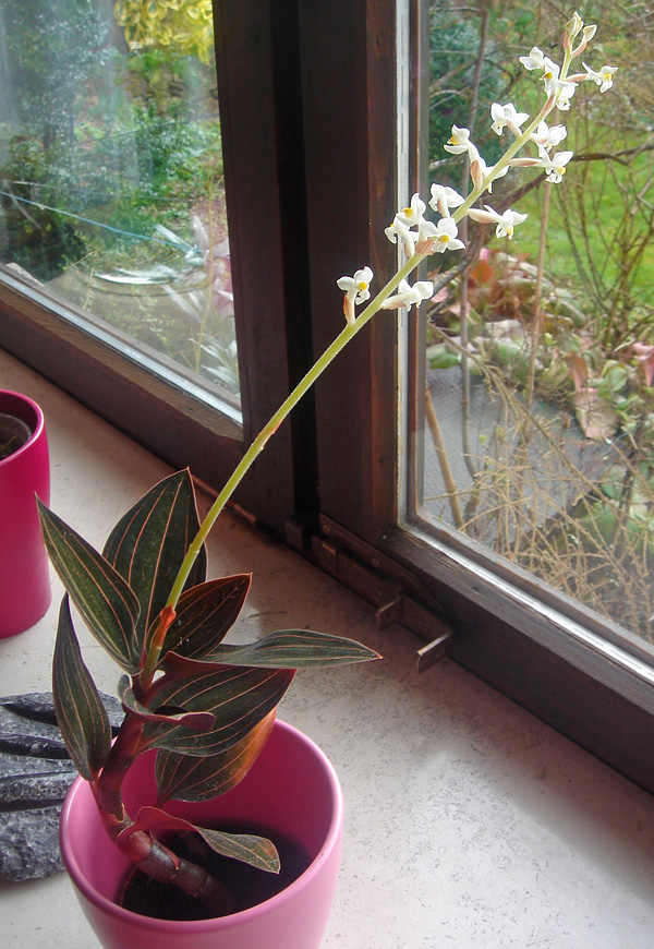 Ludisia discolor Ludisia discolor