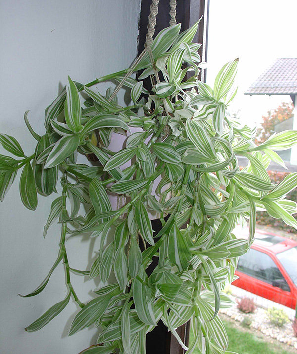 Tradescantia fluminensis 'Quicksilver'