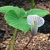 Arisaema candidissimum