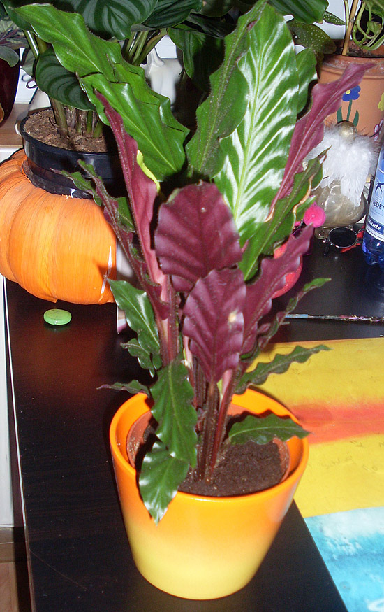 Calathea rufibarba  am Abend