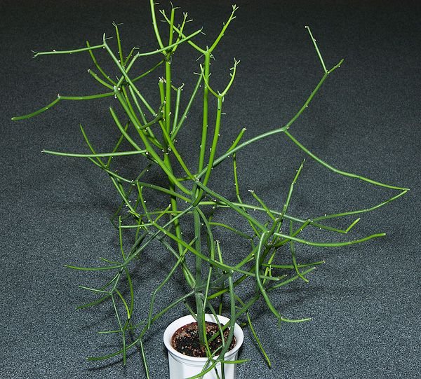 Euphorbia tirucalli Euphorbia tirucalli
