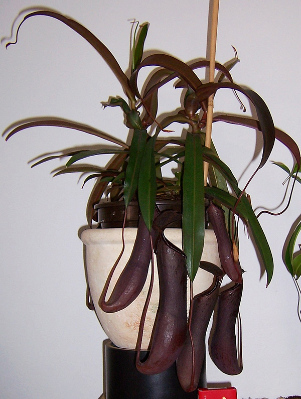 Nepenthes rebecca Nepenthes rebecca