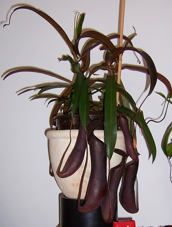 Nepenthes rebecca