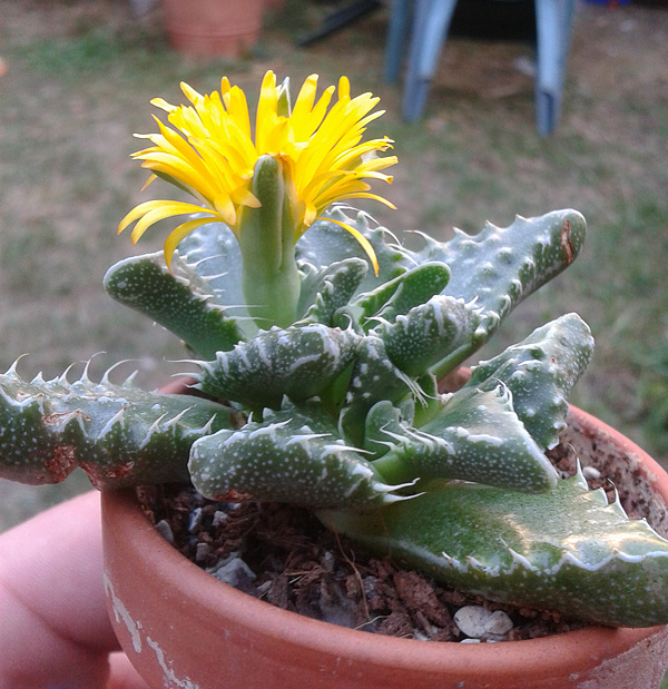 Faucaria tigrina mit Blüte Faucaria tigrina mit Blüte
