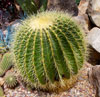 Echinocactus grusonii