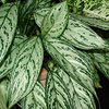 Aglaonema commutatum