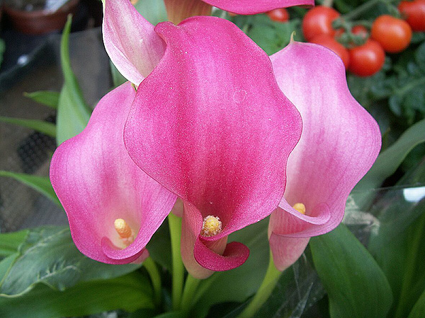 Die Blüte der Zantedeschia rehmannii Die Blüte der Zantedeschia rehmannii