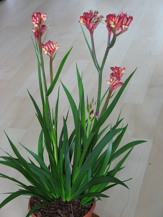 Anigozanthos flavidus Anigozanthos flavidus