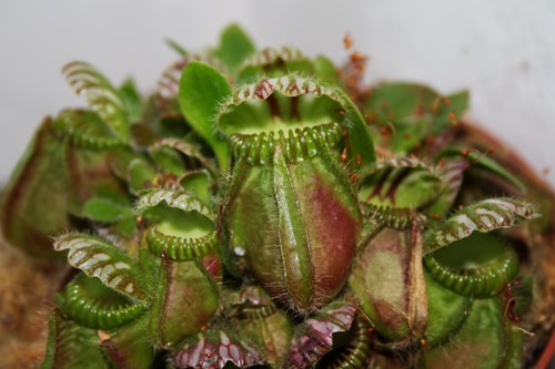 Cephalotus follicularis Cephalotus follicularis