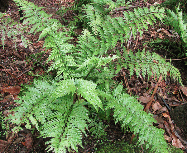 Asplenium bulbiferum Asplenium bulbiferum
